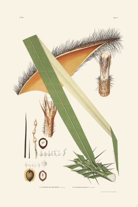 Rodrigues Palm Front 050