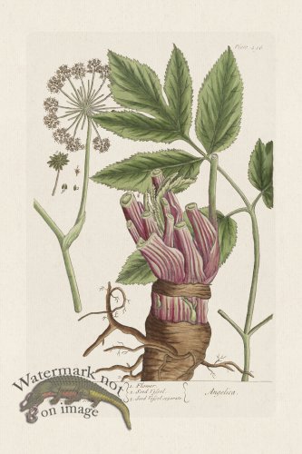 (image for) BEE 496 Angelica