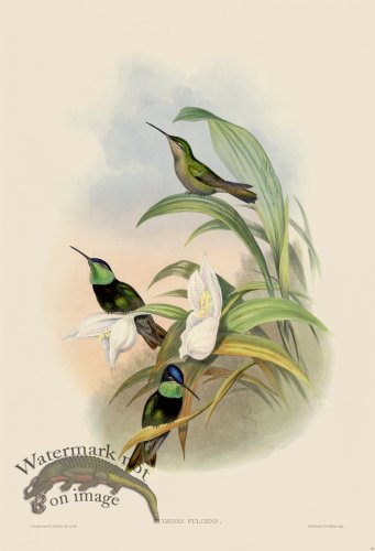 (image for) Gould Hummingbird 059