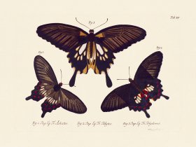 (image for) Jablonsky Butterfly 015