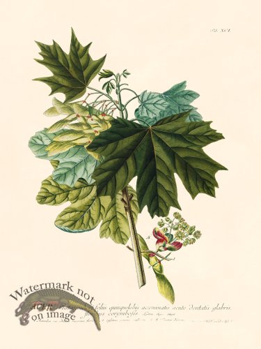 (image for) Trew Botanical 91