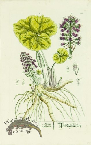 (image for) Blackwell German 027