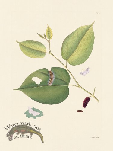 (image for) Abbot Butterfly 070