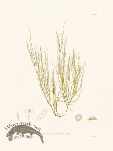 (image for) Bradbury Seaweed 160