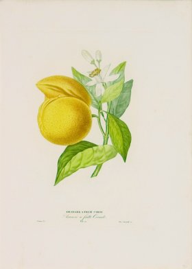 Poiteau Citrus 09