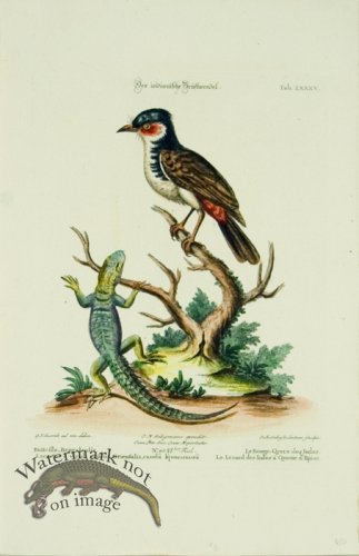 (image for) SB 23 Le Rouge-Queue des Indes (Redstart & Lizard)