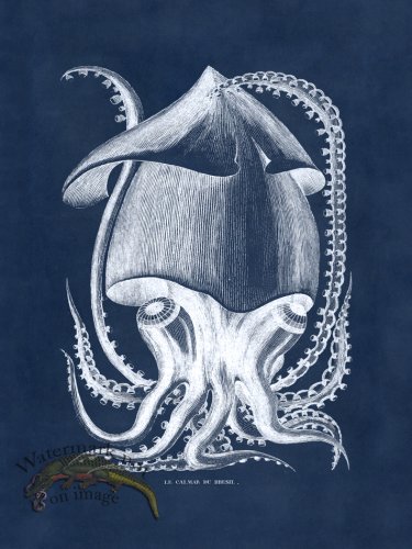 (image for) Octopus Blue 34