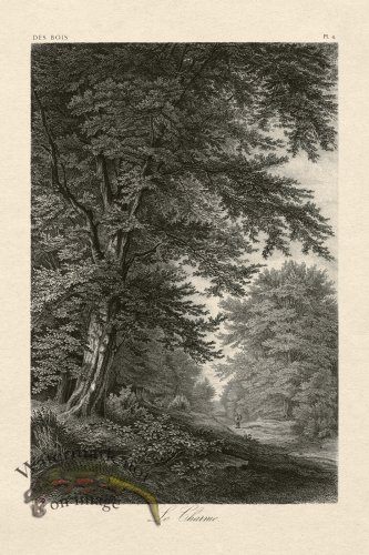 (image for) Hoefer Tree 04