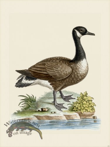 (image for) Edwards 151 Canada Goose