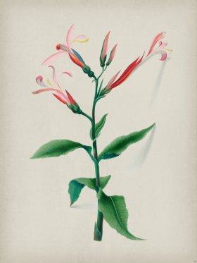 Andean Botanicals 017