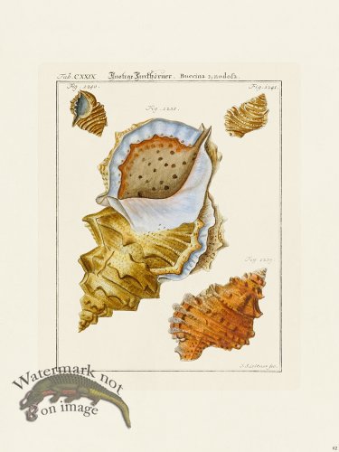 (image for) Martini Shells 062