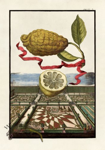 (image for) Volckamer 030