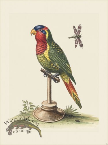 (image for) Edwards 174 The Lory-Parrakeet