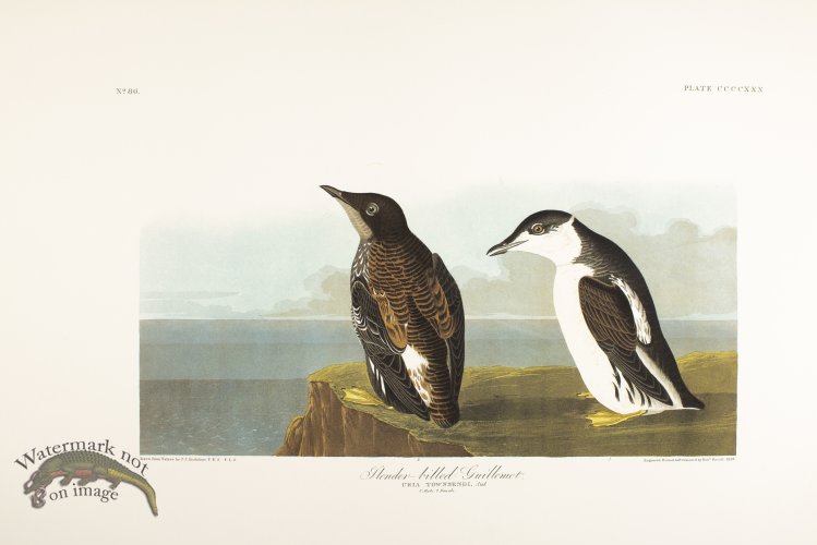 (image for) Western Duck