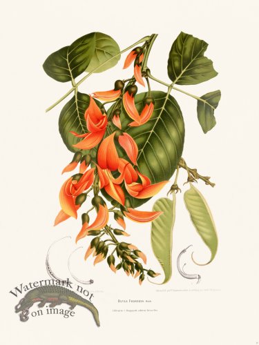 (image for) Horticulture of Java 17