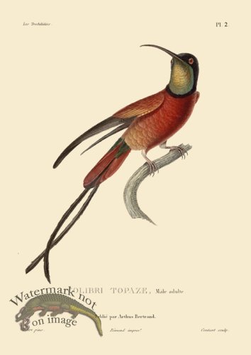 (image for) Humming Bird 02