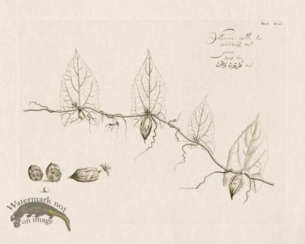 (image for) HORTUS VOl 08 26