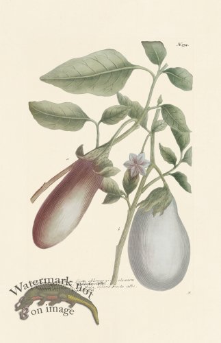 (image for) Weinmann PL 934