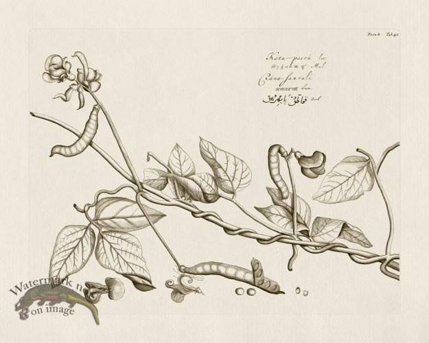 (image for) HORTUS VOl 08 42