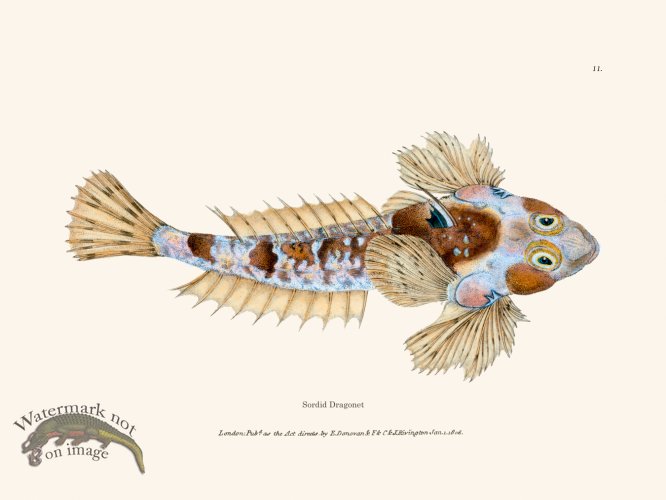 (image for) 011 Sordid Dragonet