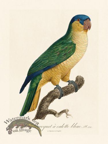 (image for) Barraband Parrot 121