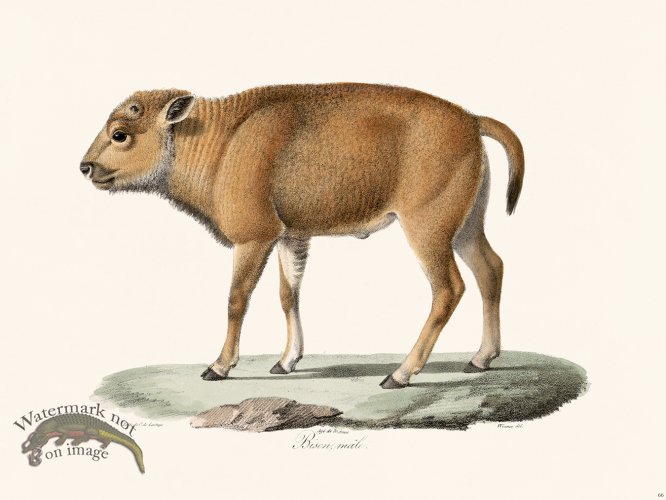 (image for) Cuvier 066 Bison Male