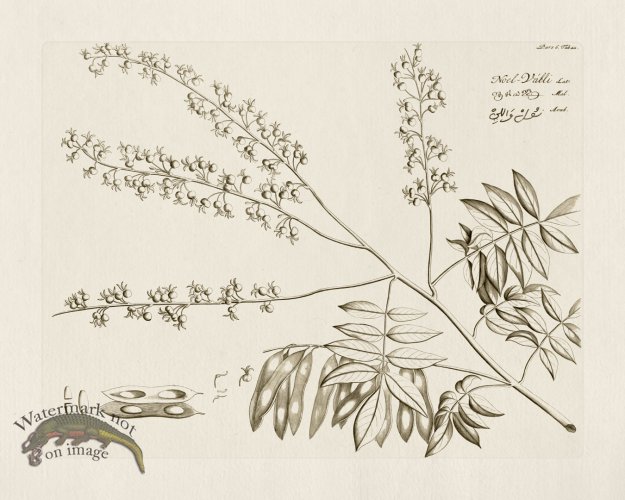 (image for) HORTUS VOl 06 22