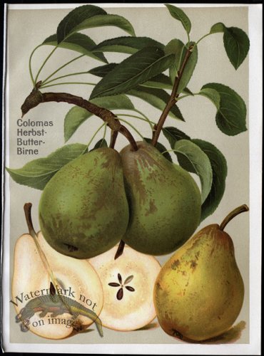 (image for) Fruit 22