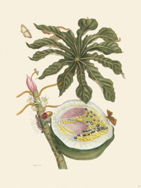 Merian Metamorphosis 40