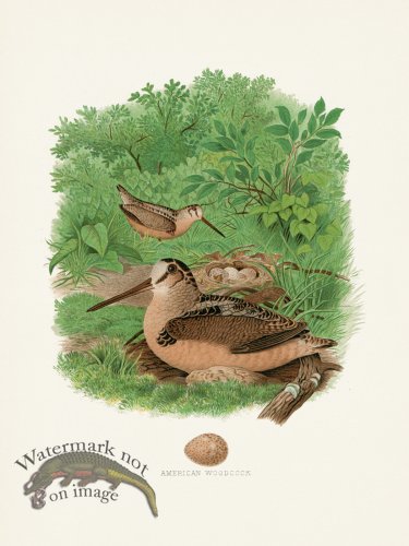 (image for) Thomas Gentry Bird 34