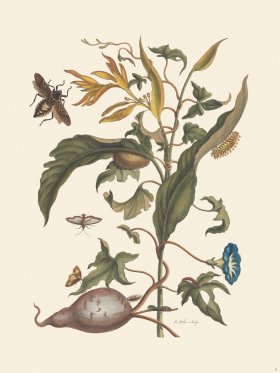 Merian Metamorphosis 41