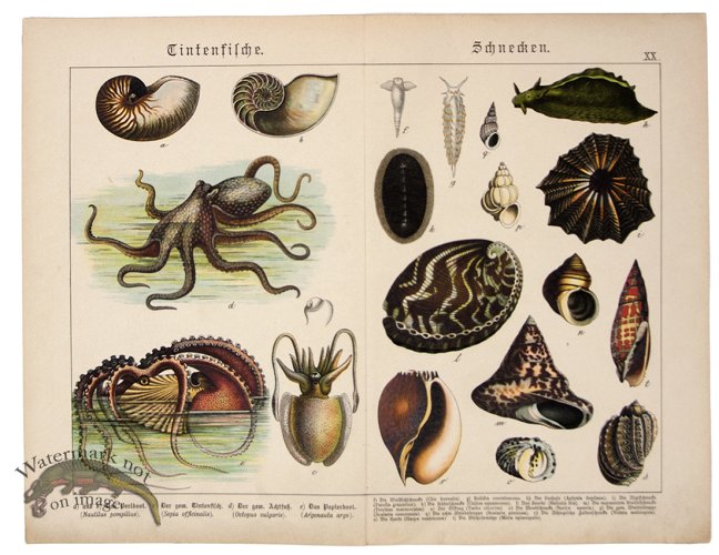 (image for) Octopus Nautilus Shells