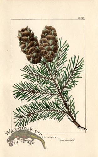 (image for) Douglas Fir