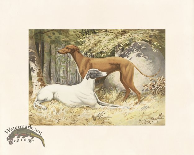 (image for) Pope Dog 20 Greyhounds