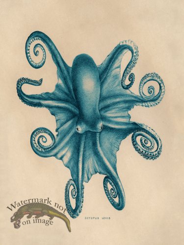 (image for) Octopus Teal 03