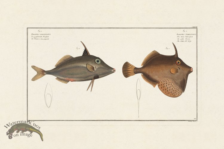 (image for) BLOCH FISH 148