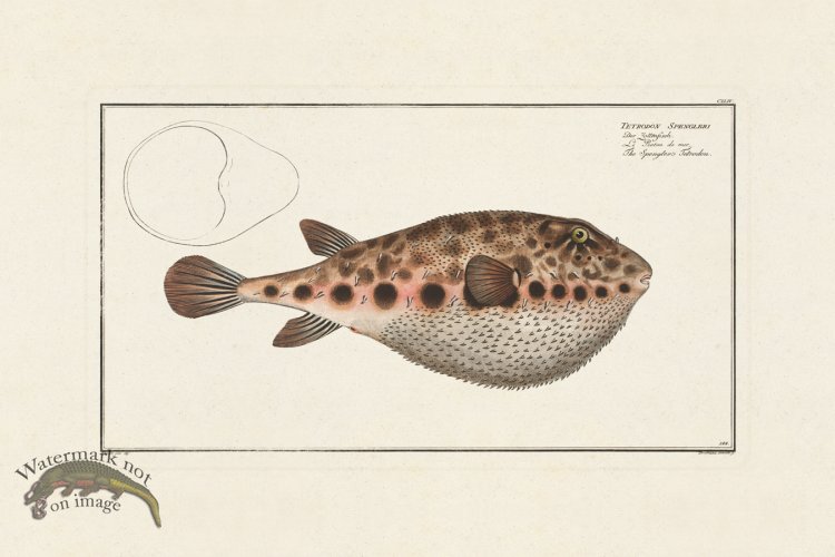 (image for) BLOCH FISH 144