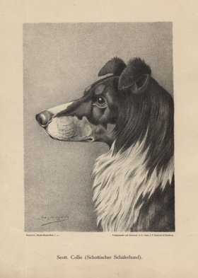 1890s Dogs 44