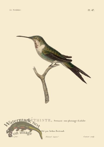 (image for) Humming Bird 47