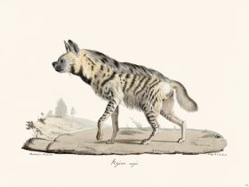 Cuvier 156 Hyene Rayee