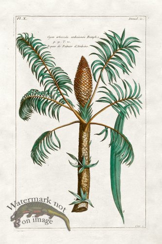(image for) Buchoz Palm 12