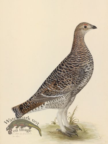 BLACK GROUSE HEN . PL 20