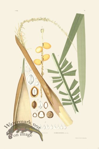 (image for) Rodrigues Palm Front 036