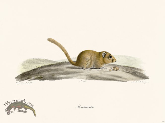 (image for) Cuvier 293 Muscardin