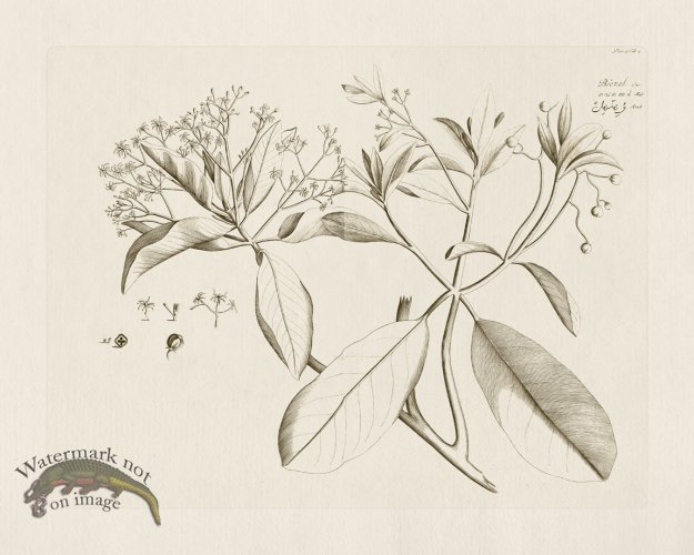 (image for) HORTUS VOl 05 04