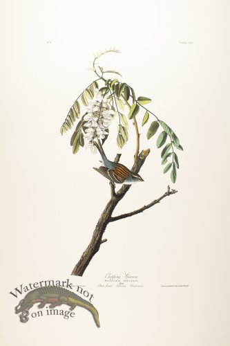 (image for) Chipping Sparrow