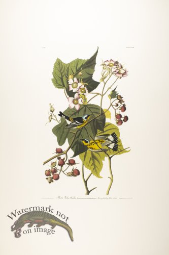 Black & Yellow Warbler