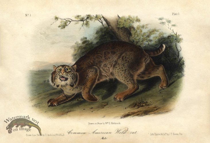 (image for) Common American Wild-Cat