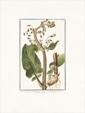 Bonelli 189 Scrofulaire