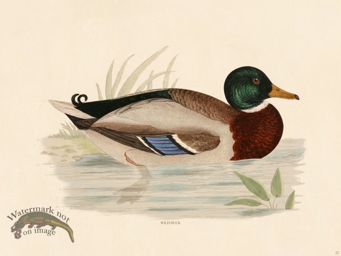 (image for) 22 BGB Wild Duck